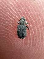 Image of Weevil