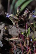 Image of maiden blue eyed Mary