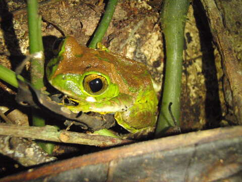 Image of Amani Forest Treefrog