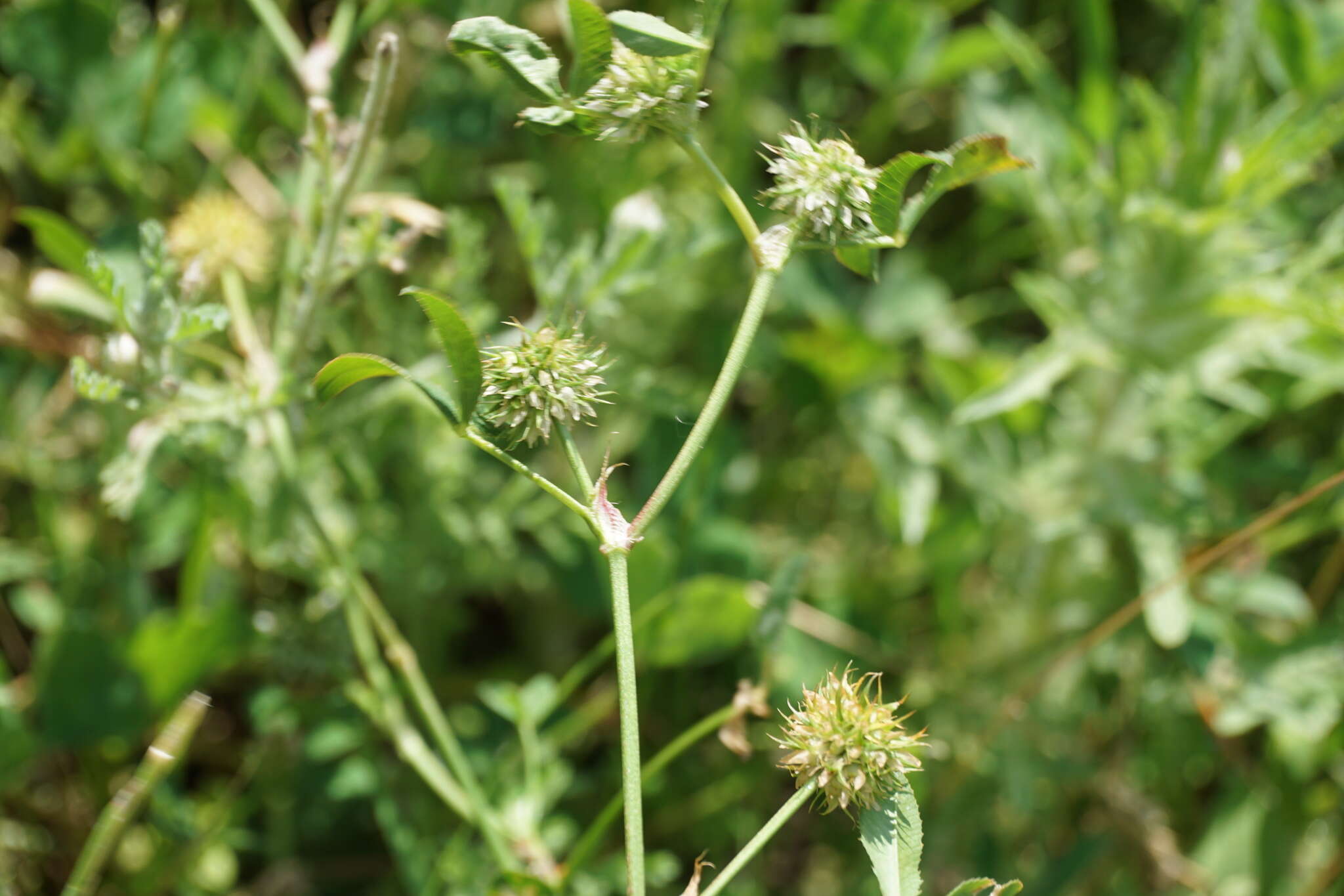 Image of teasel clover