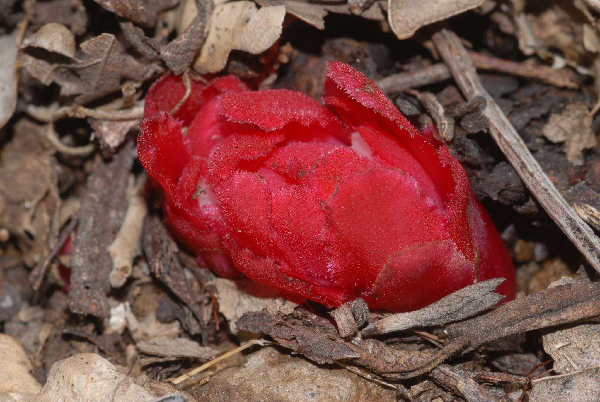 Image of Cytinus ruber (Fourr.) Fritsch