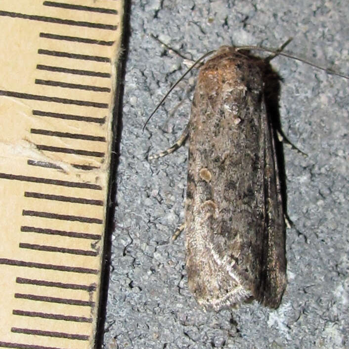 Image of beet armyworm