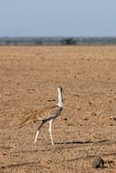 Image of Arabian Bustard