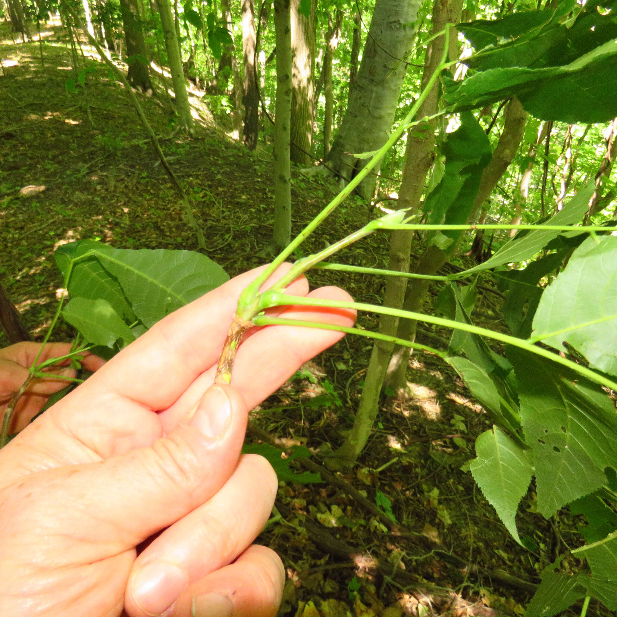 Image of Carya glabra (Mill.) Sweet