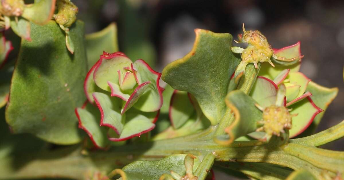 Image of Osyris speciosa (A. W. Hill) J. C. Manning & P. Goldblatt