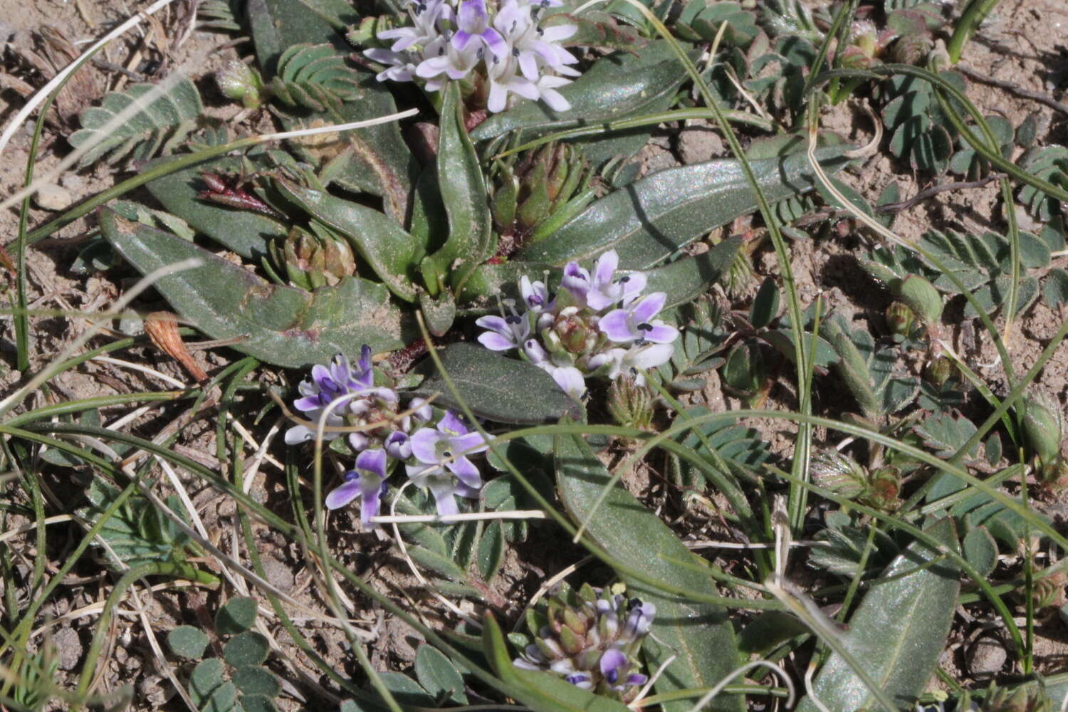 Слика од Lagotis brachystachya Maxim.