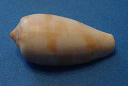 Image of tulip cone