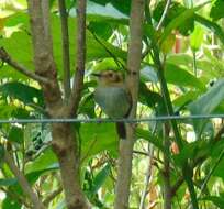 Image of Ochre-faced Tody-Flycatcher