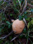 Image of Suillus bovinus (L.) Roussel 1796