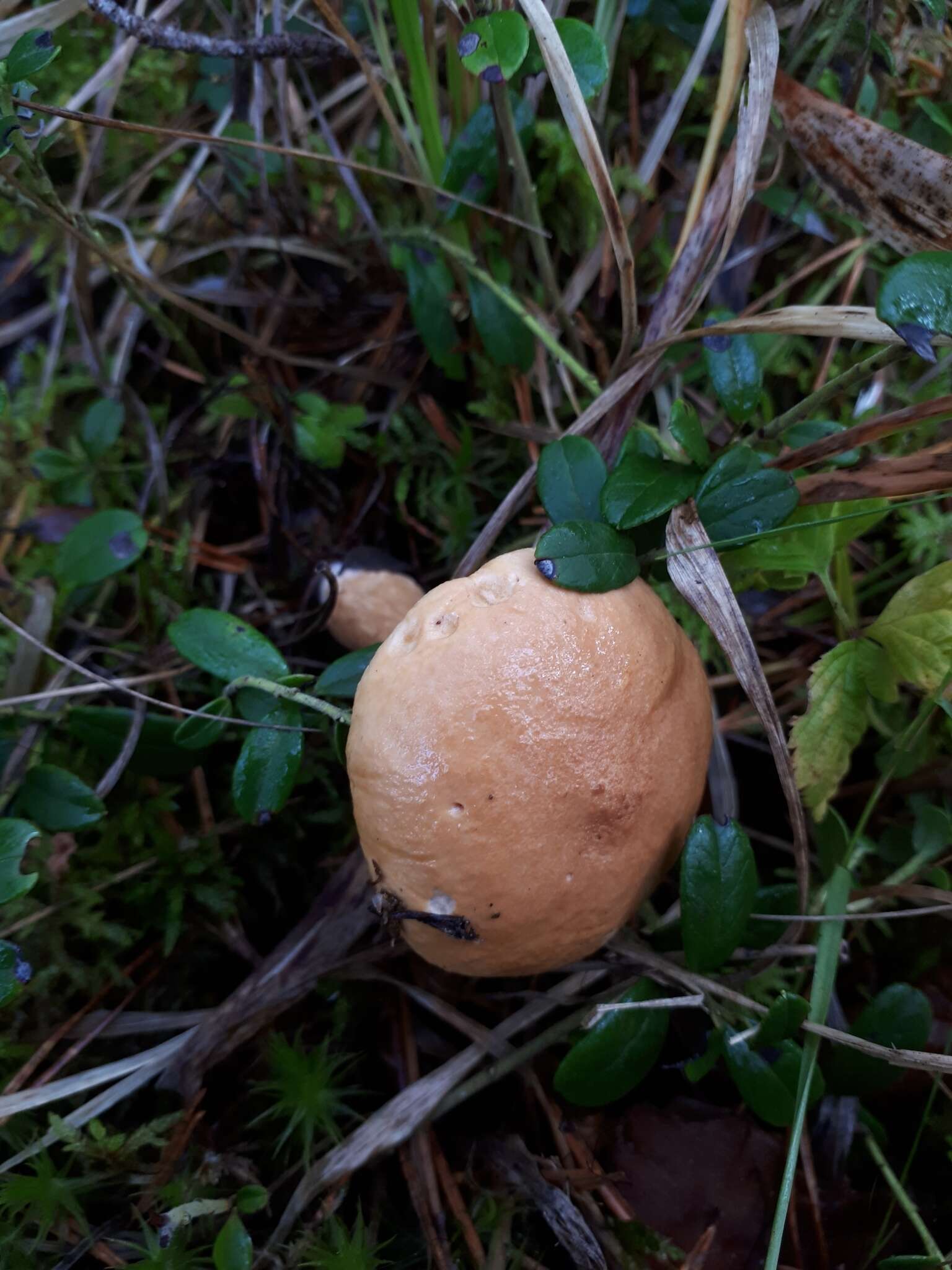 Image of Suillus bovinus (L.) Roussel 1796