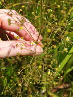 Image of American water plantain