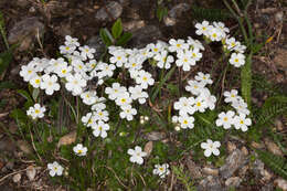 Image of Sweet-Flower Rock-Jasmine