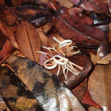 Image of Alangium longiflorum Merr.