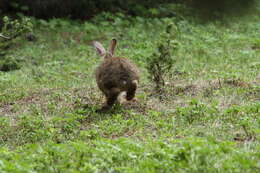 Image of snowshoe hare