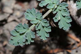 Image of cascade desertparsley