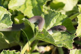 Image of Western yellow-bellied Racer