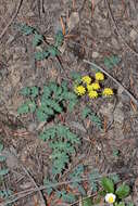 Image of cascade desertparsley