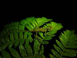 Image of Ihering's fathead anole