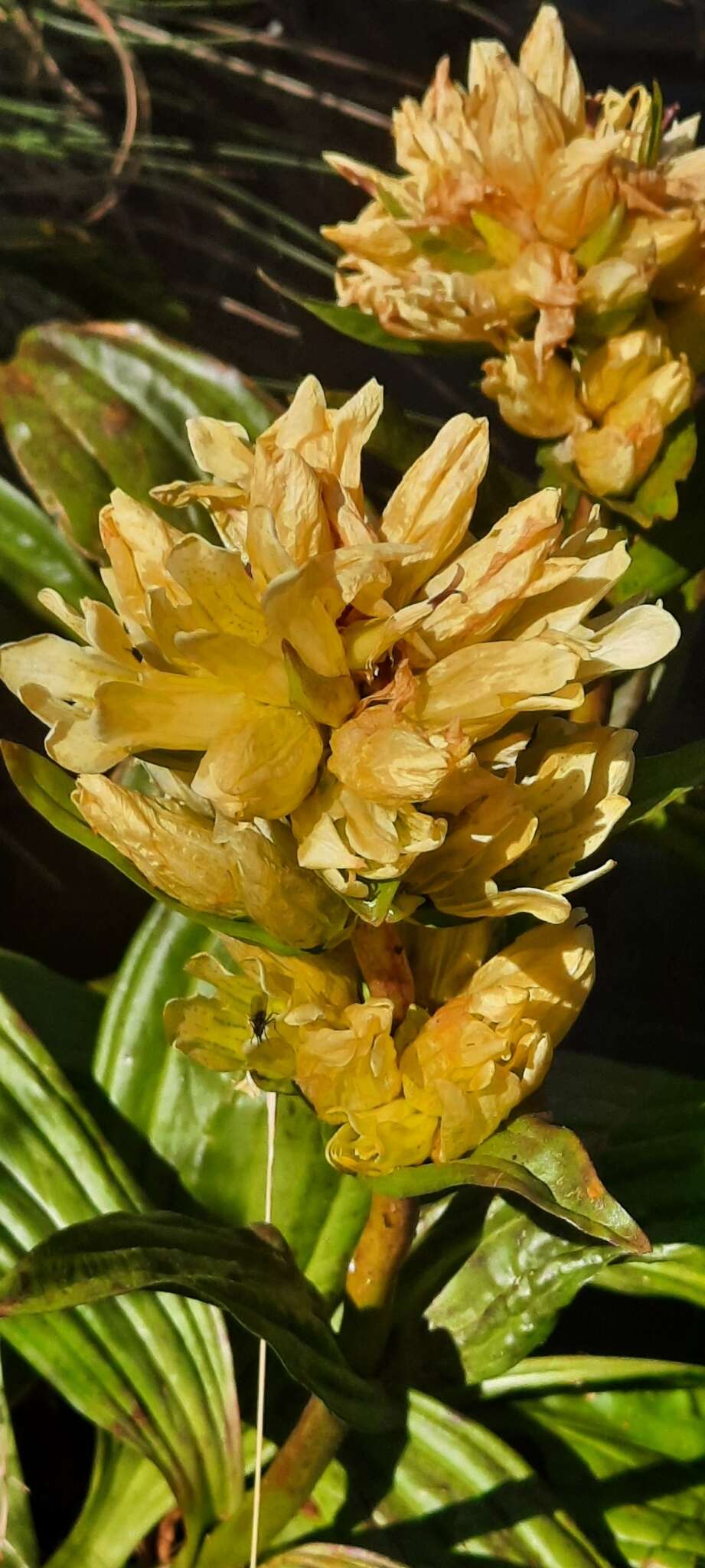 Image of Gentiana burseri subsp. burseri