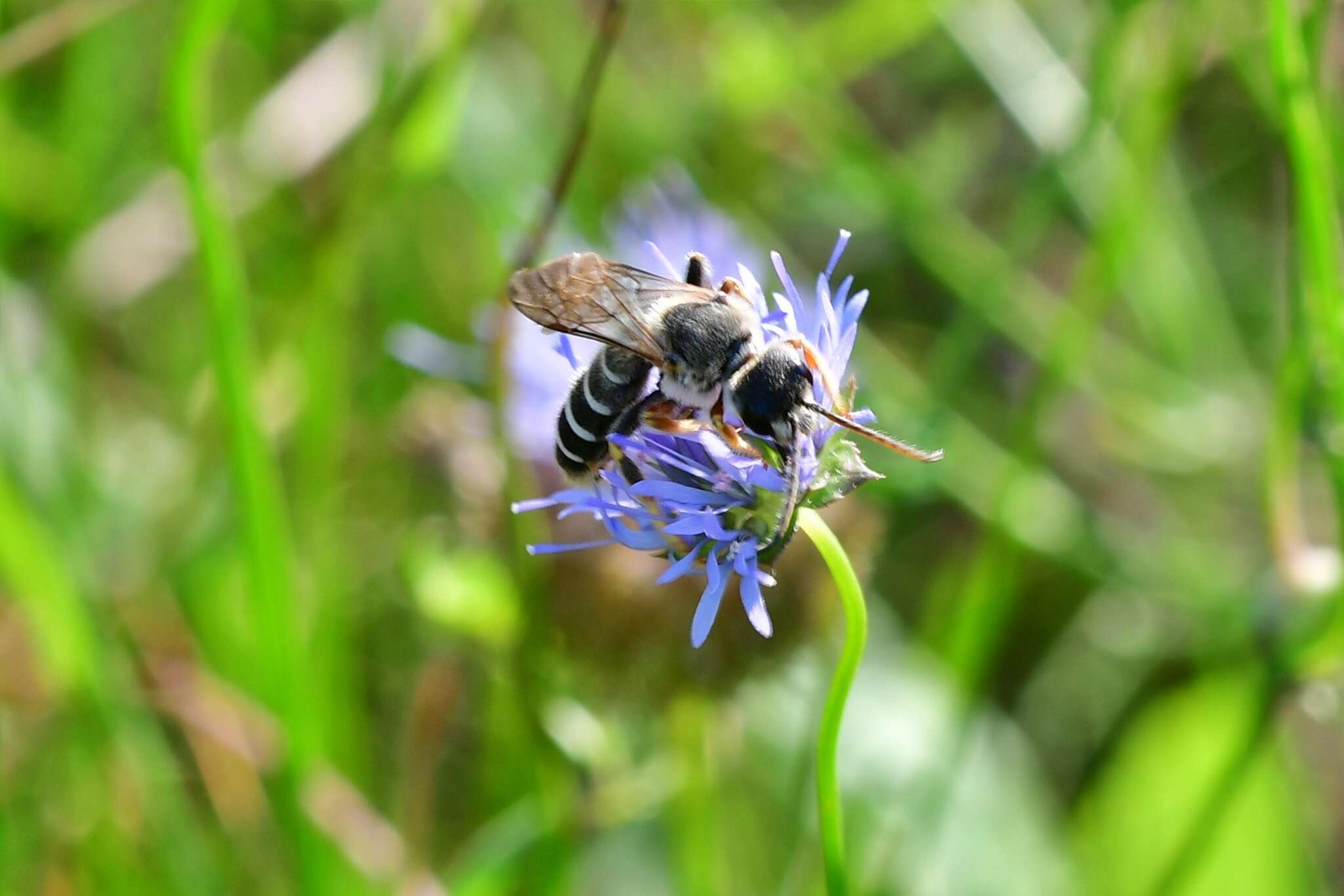 Image of Halictus quadricinctus (Fabricius 1776)