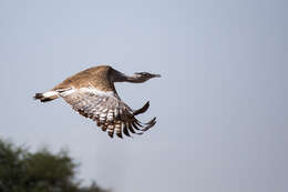 Image of Arabian Bustard