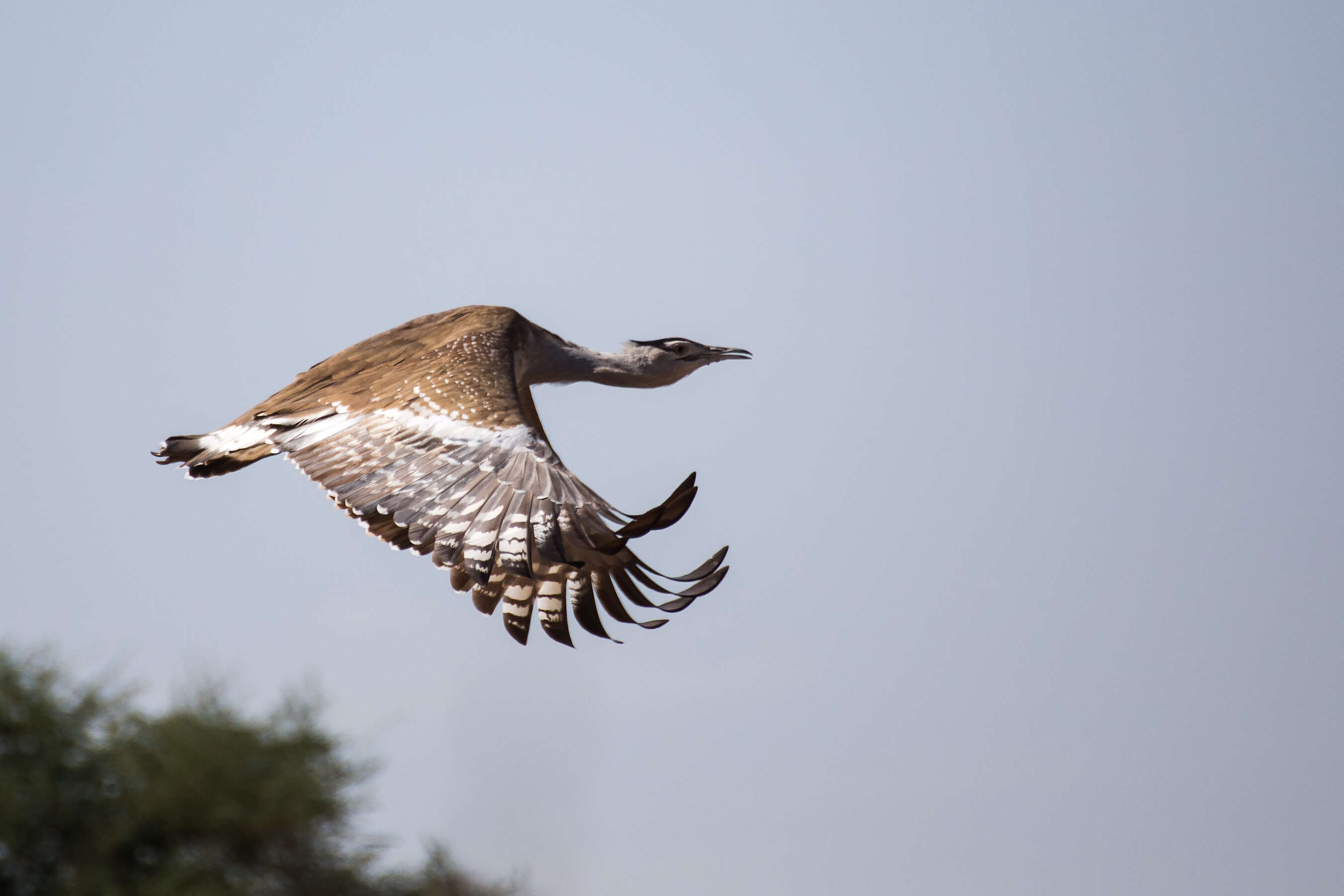 Image of Arabian Bustard