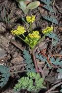 Image of cascade desertparsley