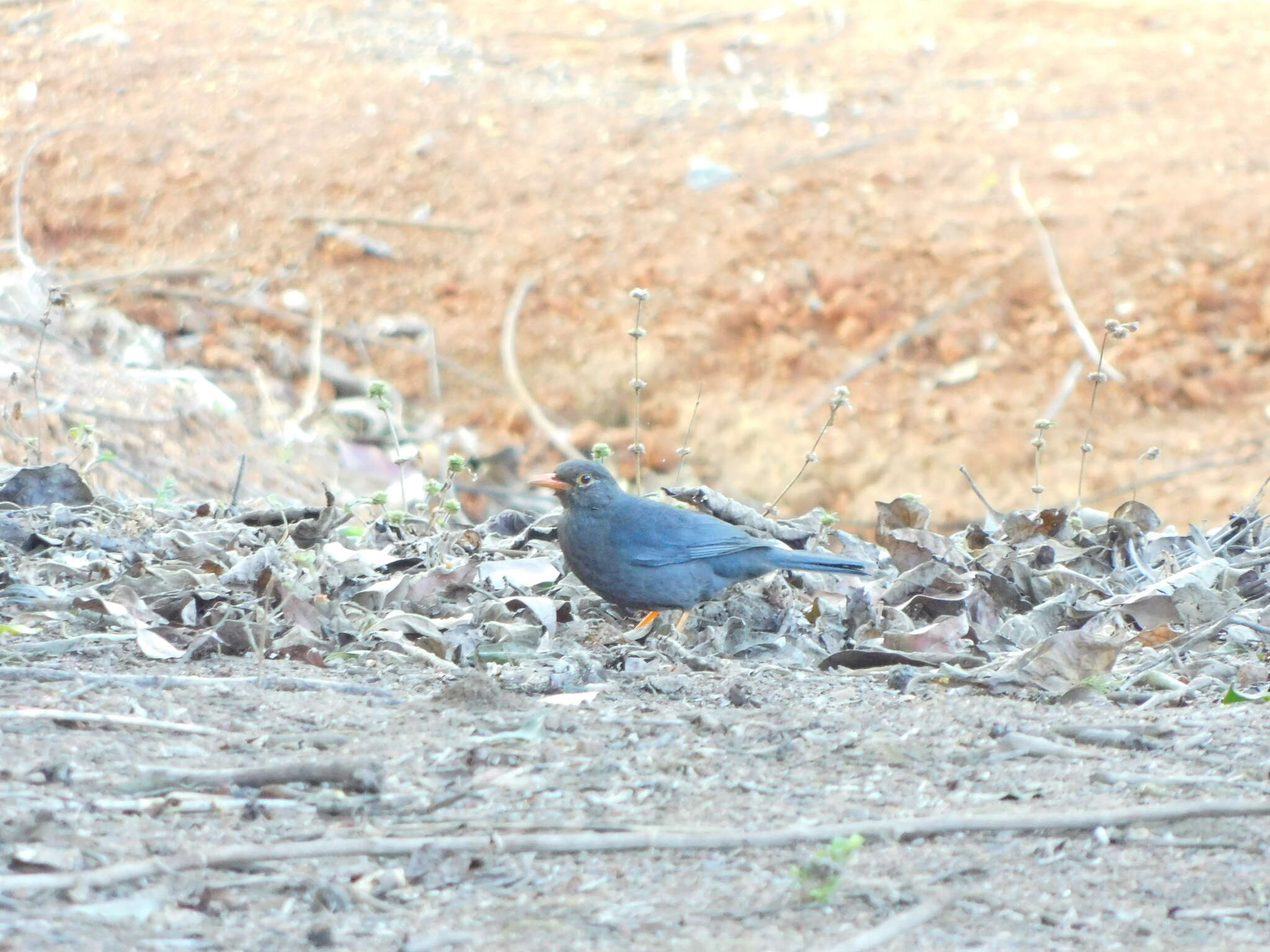 Image of Indian Blackbird