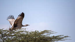 Image of Arabian Bustard