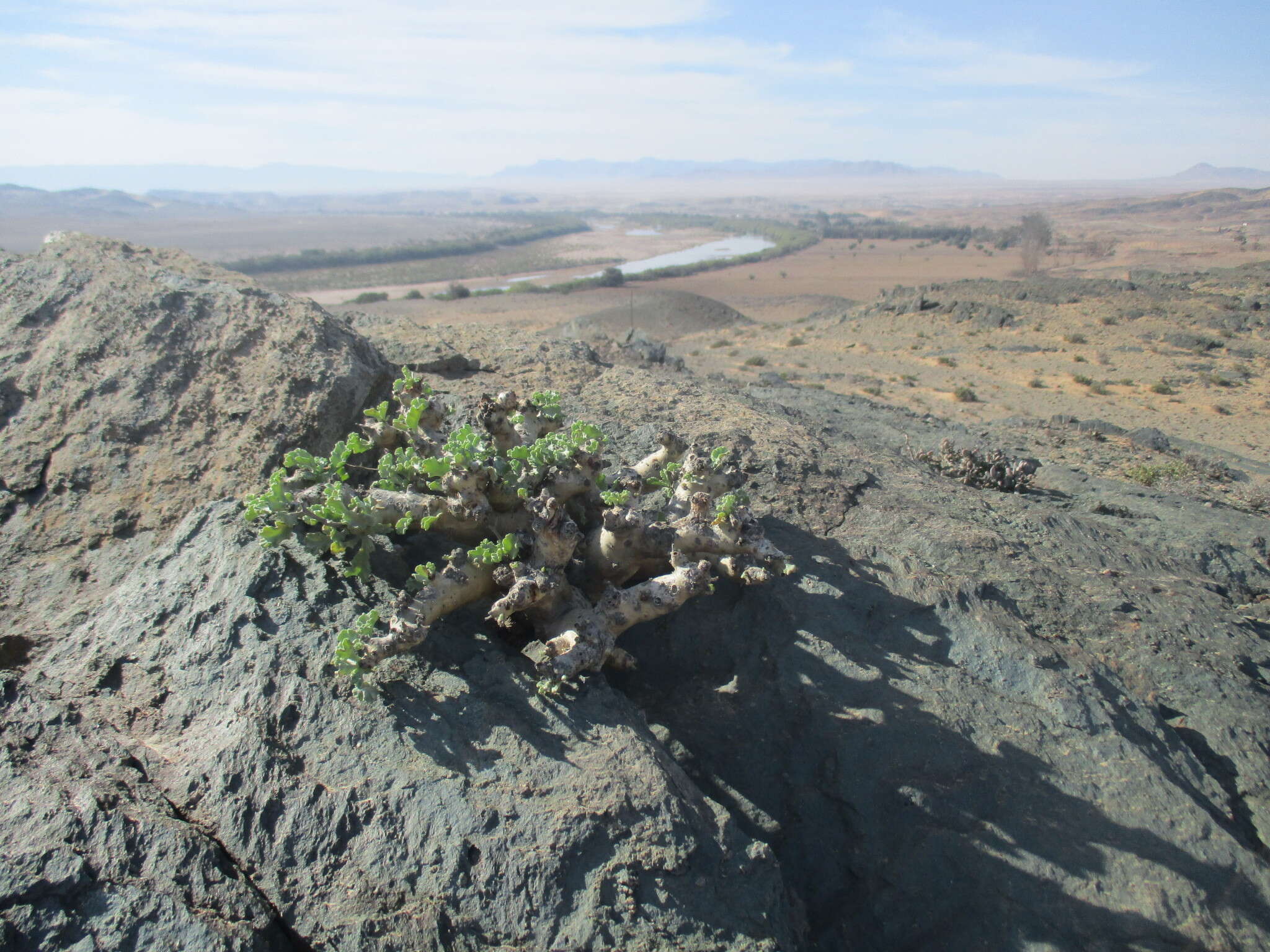 Image of Pelargonium klinghardtense Knuth