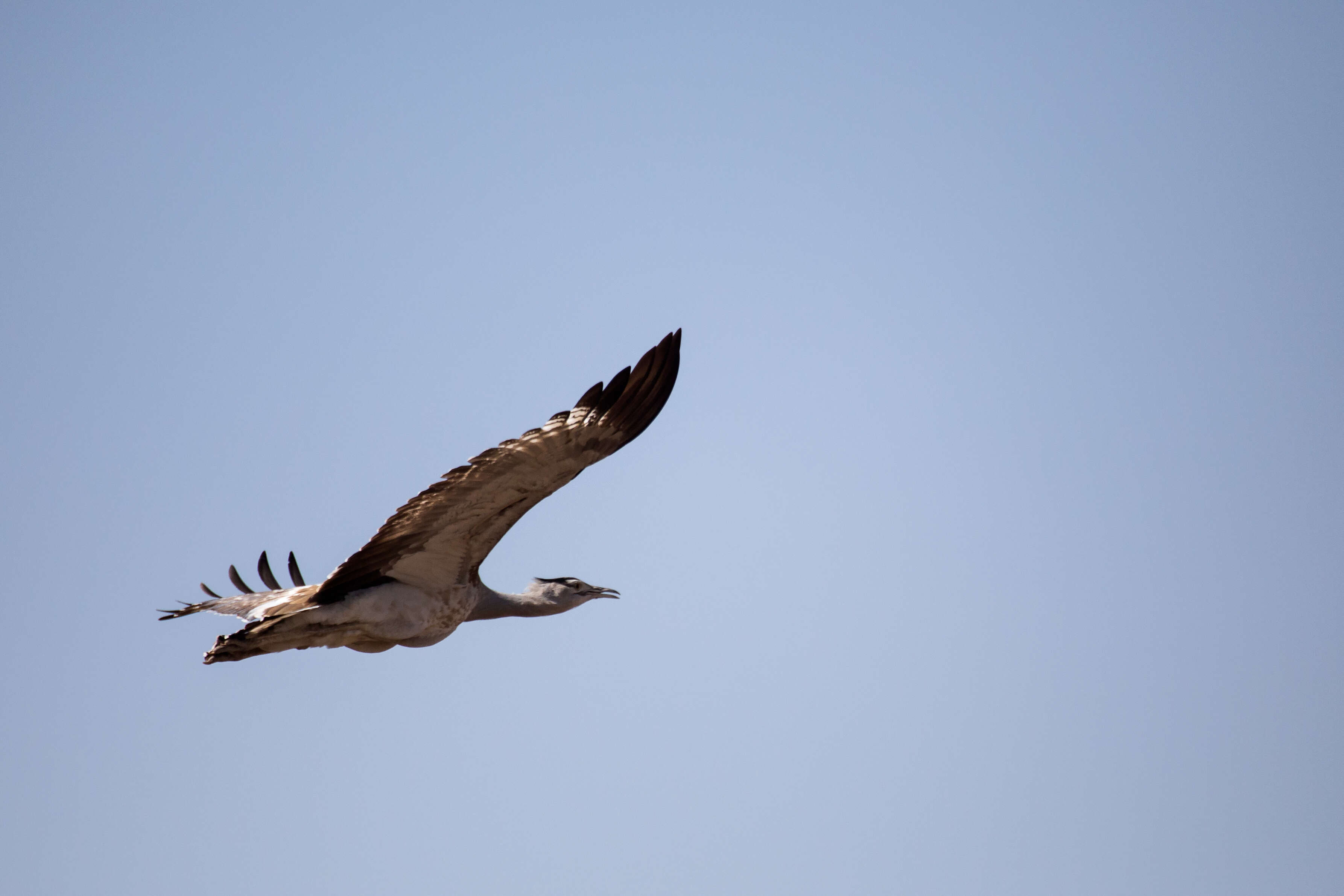 Image of Arabian Bustard