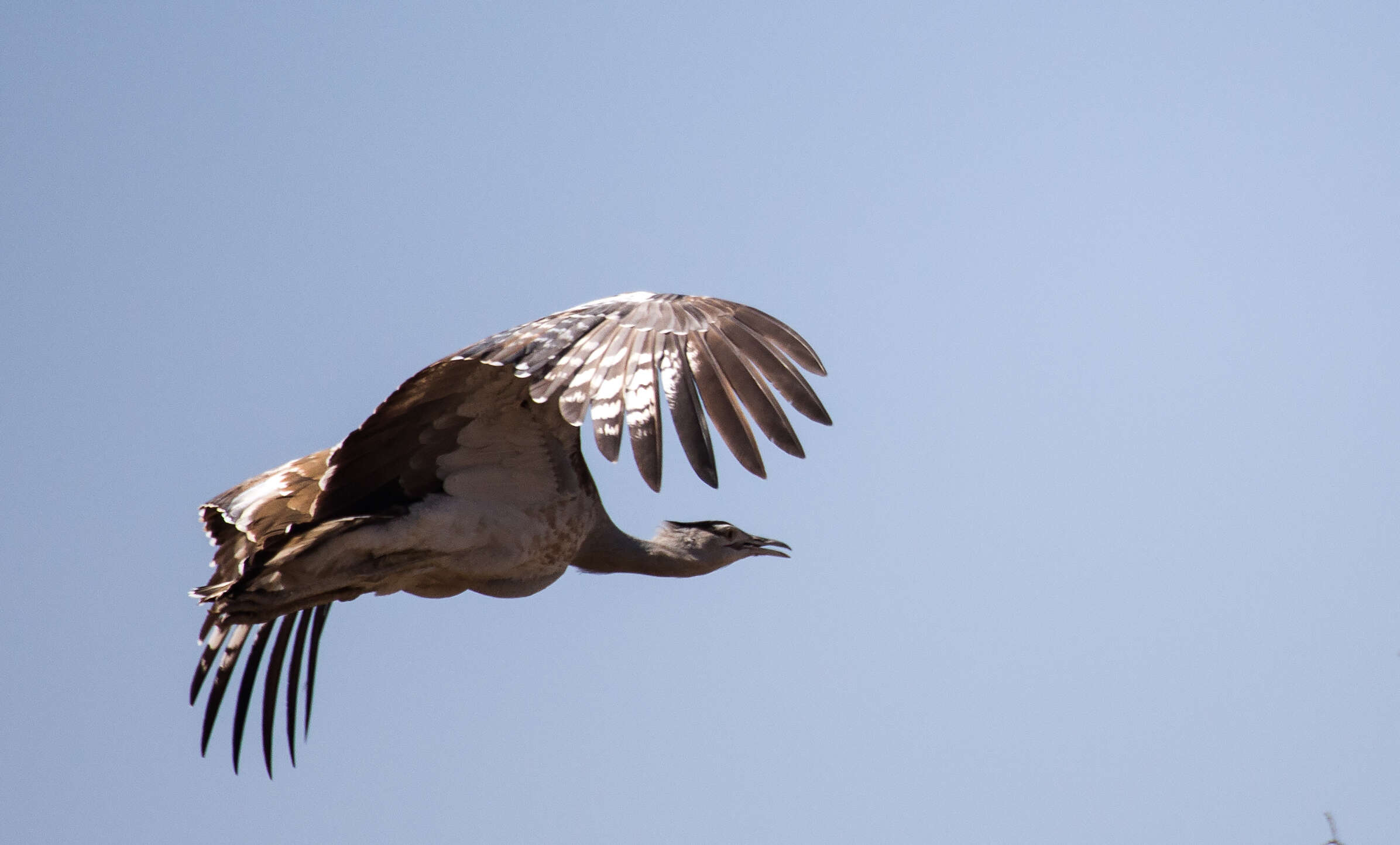 Image of Arabian Bustard