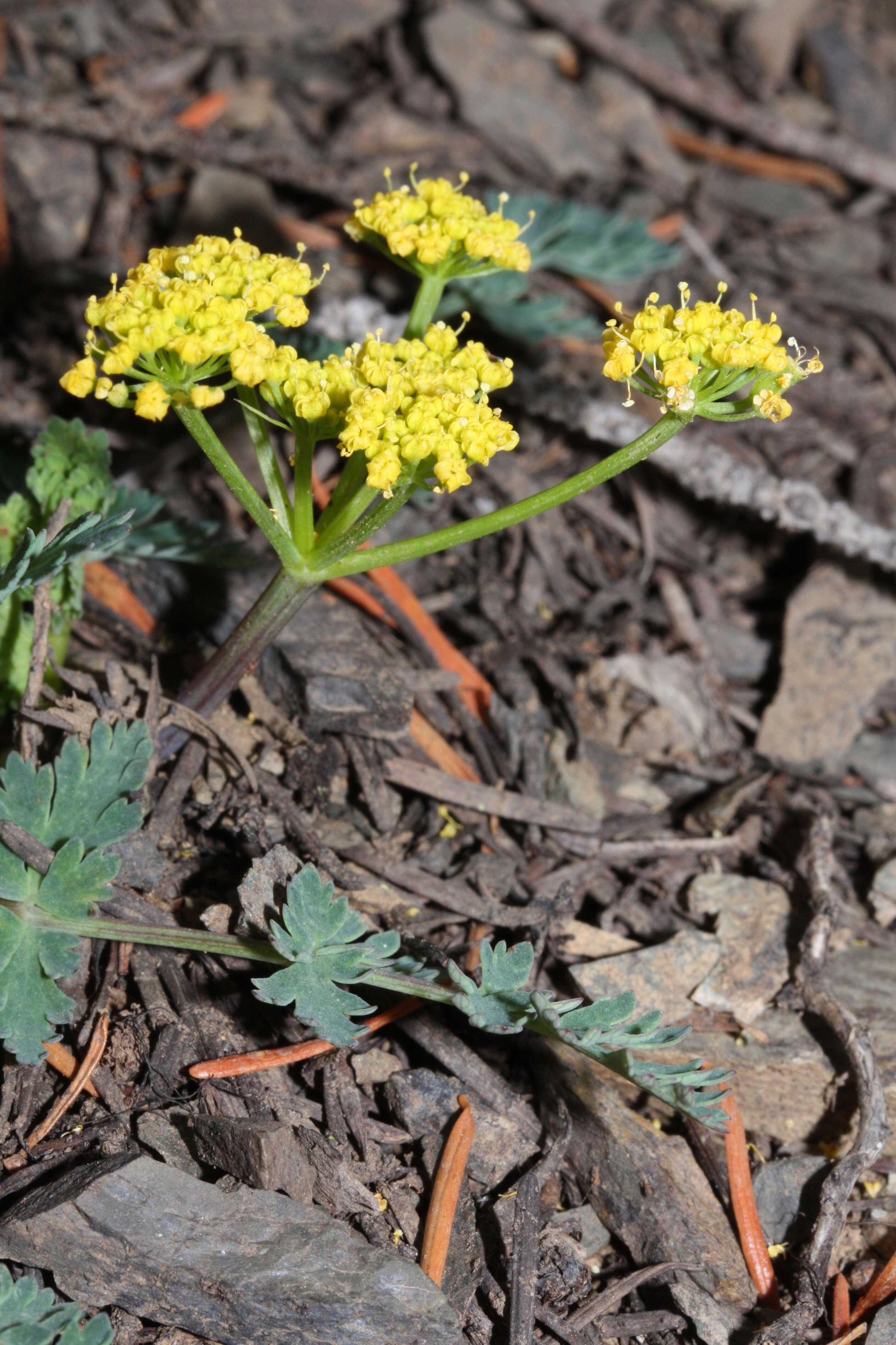 Image of cascade desertparsley