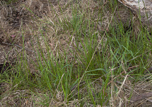 Image of Glyceria australis C. E. Hubb.