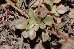 صورة Montia parvifolia (Moc. ex DC.) Greene