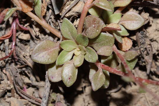 صورة Montia parvifolia (Moc. ex DC.) Greene