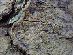 Image of rim lichen