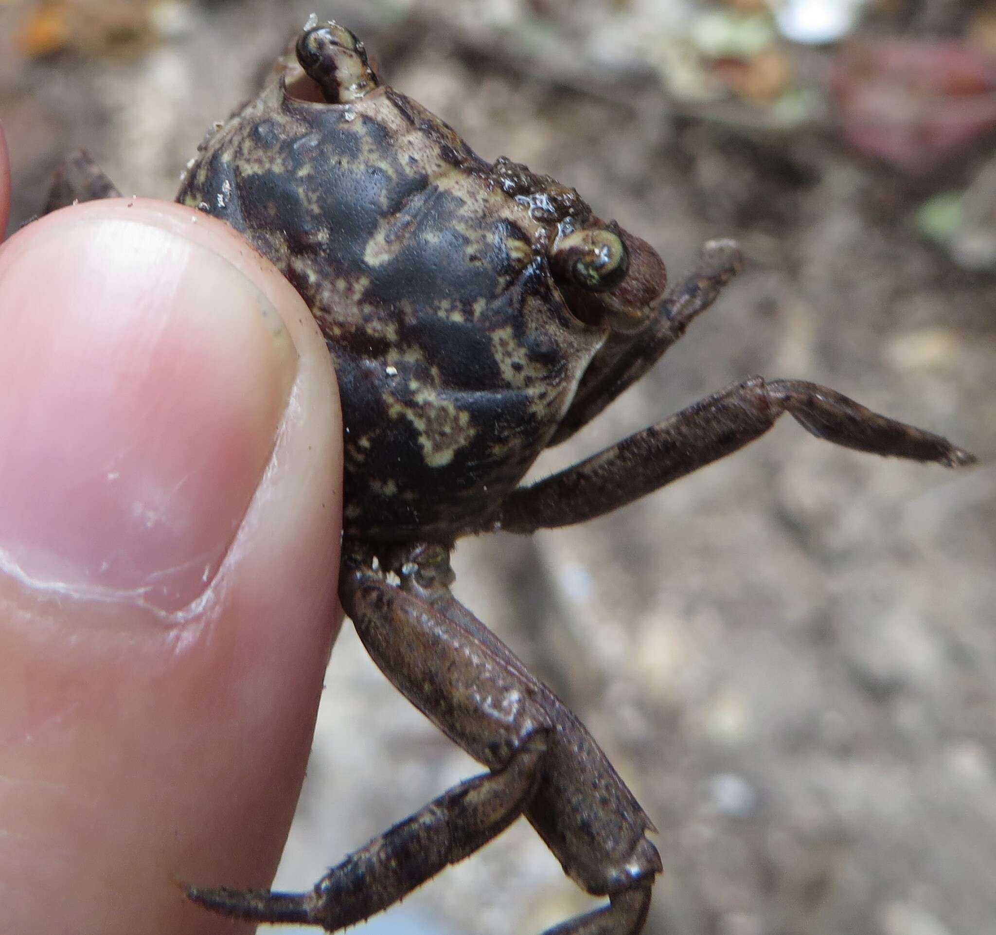 Image of humic marsh crab