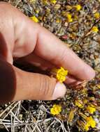 Image of Bare Monkey-Flower