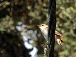 Image of nightingale, common nightingale