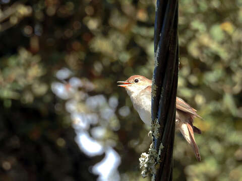 Image of nightingale, common nightingale