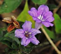 صورة Ruellia erythropus (Nees) Lindau