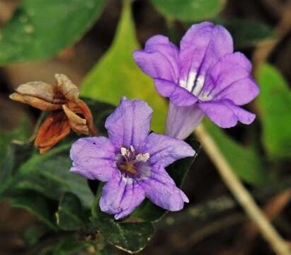 Image of Ruellia erythropus (Nees) Lindau