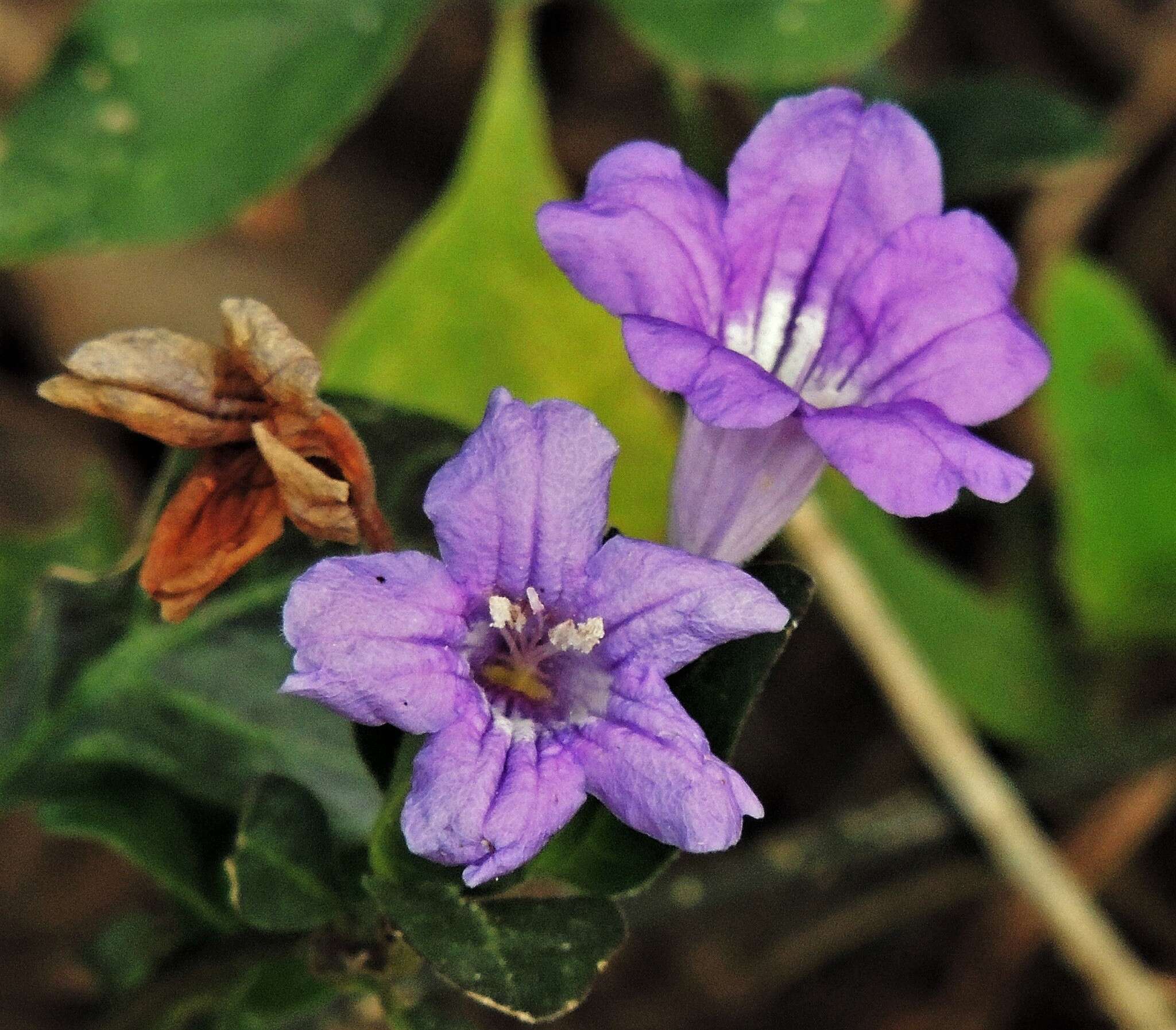 Plancia ëd Ruellia erythropus (Nees) Lindau