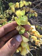 Image of Ross' pitcher sage