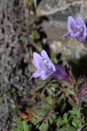 Image of Davidson's penstemon