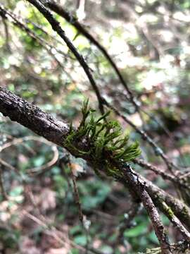 Image of <i>Pulvigera lyellii</i>