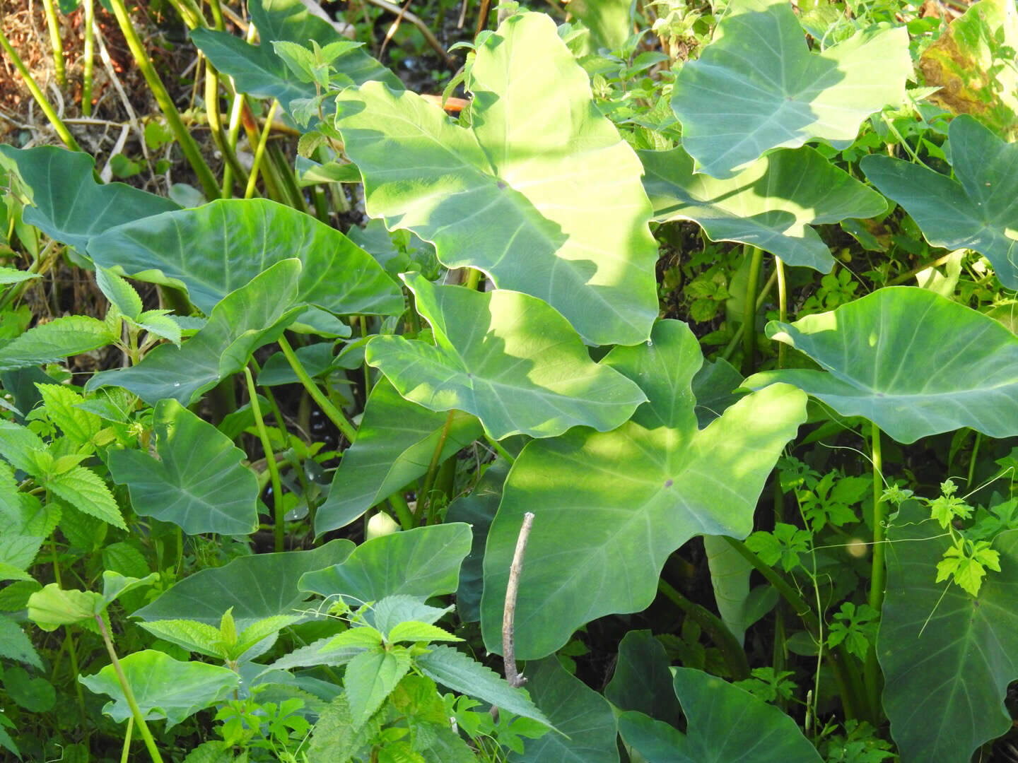 Image de Colocasia esculenta (L.) Schott