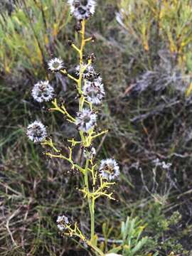 Image of Stirlingia latifolia (R. Br.) Steudel