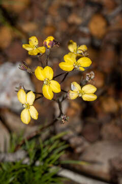 Image of Stylidium diuroides Lindl.